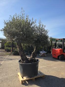 Preview: Olivenbaum Hojiblanca  240 cm -  (ca. 150 Jährig) Doppelstamm - Nr.129
