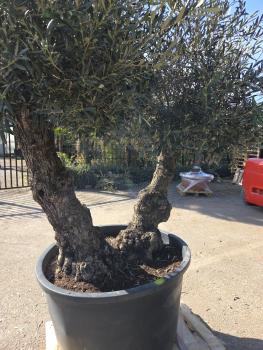Preview: Olivenbaum Hojiblanca  240 cm -  (ca. 150 Jährig) Doppelstamm - Nr.129