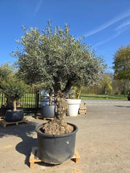 Olivenbaum-Hojiblanca--Nr-130