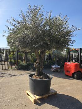 Preview: Olivenbaum Hojiblanca  270 cm -  (ca. 100 Jährig) mit dickem Stamm und Traum Krone - Nr.130