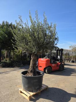 Preview: Olivenbaum Hojiblanca  250 cm -  (ca. 130 Jährig) mit sehr dickem knorrigem Stamm - Nr.131