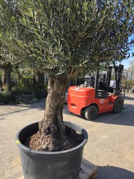 Preview: Olivenbaum Hojiblanca  250 cm -  (ca. 130 Jährig) mit sehr dickem knorrigem Stamm - Nr.131