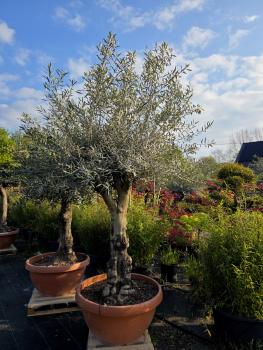 Olivenbaum-Hojiblanca--Nr-102