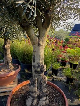 Preview: Olivenbaum Hojiblanca  270 cm -  (ca. 70 Jährig) mit kräftigem Stamm - Nr.102