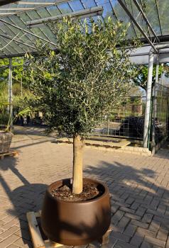 Olivenbaum-Hojiblanca--Nr-134