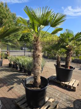Hanfpalme-Trachycarpus-Wagnerianus-37