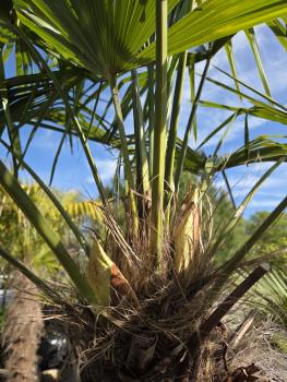 Preview: Winterharte Hanfpalme Trachycarpus Fortunei 230 cm - genau diesen - Nr.34