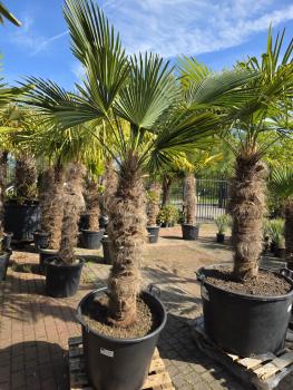 Hanfpalme-Trachycarpus-Wagnerianus-35
