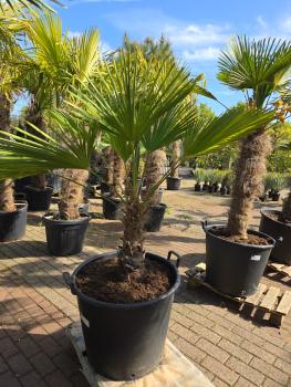 Hanfpalme-Trachycarpus-Wagnerianus-37