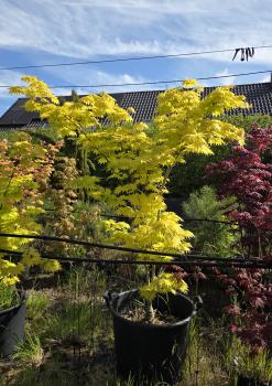 Goldahorn-Acer-shirasawanum-Jordan Nr.2