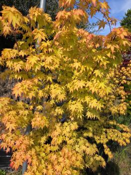 Preview: ↑ Sie erhalten genau diesen Fächerahorn ↑ Acer Palmatum 180 cm Orange dream Nr.3