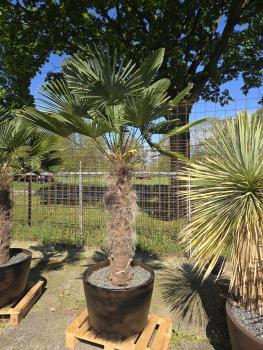 Preview: Winterharte Hanfpalme Trachycarpus - Wagnerianus 220 cm ↑ genau die rechte im Bild ↑ Nr.40