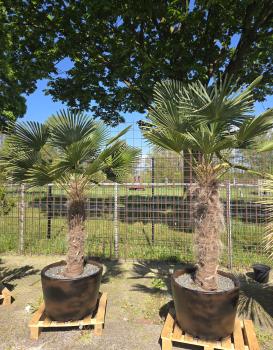 Hanfpalme-Trachycarpus-Wagnerianus-39