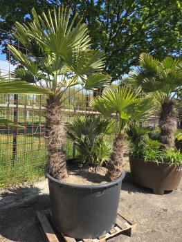 Hanfpalme-Trachycarpus-Wagnerianus-41