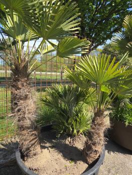 Preview: Winterharte Hanfpalme Trachycarpus Wagnerianus 210 cm ↑ genau diesen im Bild ↑ Nr.41