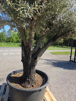 Preview: Olivenbaum Hojiblanca  270 cm -  (ca. 90 Jährig) mit verzweigter Blattkrone - Nr.135