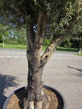 Preview: Olivenbaum Hojiblanca  270 cm -  (ca. 90 Jährig) mit verzweigter Blattkrone - Nr.137