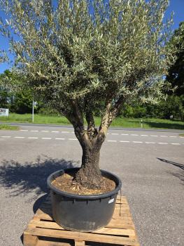 Preview: Olivenbaum Hojiblanca  280 cm -  (ca. 90 Jährig) mit verzweigter Blattkrone - Nr.140