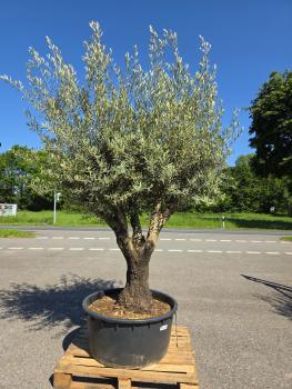 Preview: Olivenbaum Hojiblanca  280 cm -  (ca. 90 Jährig) mit verzweigter Blattkrone - Nr.140