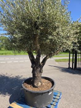 Preview: Olivenbaum Hojiblanca  280 cm -  (ca. 90 Jährig) mit verzweigter Blattkrone - Nr.141