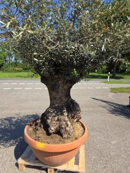 Preview: Olivenbaum Hojiblanca  210 cm -  (ca. 150 Jährig) mit dickem knorrigem Stamm - Nr.143