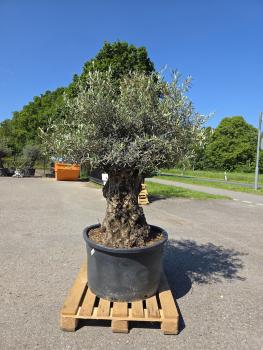 Olivenbaum Hojiblanca  220 cm -  (ca. 150 Jährig) mit dickem knorrigem Stamm - Nr.144