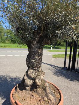 Preview: Olivenbaum Hojiblanca  220 cm -  (ca. 110 Jährig) mit dickem knorrigem Stamm - Nr.145