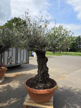 Olivenbaum Hojiblanca  200 cm -  (ca. 110 Jährig) mit dickem knorrigem Stamm - Nr.151