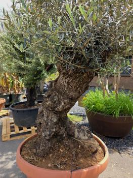 Preview: Olivenbaum Hojiblanca  210 cm -  (ca. 120 Jährig) mit dickem knorrigem Stamm - Nr.152