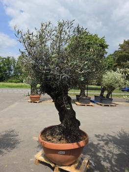 Preview: Olivenbaum Hojiblanca  210 cm -  (ca. 120 Jährig) mit dickem knorrigem Stamm - Nr.152