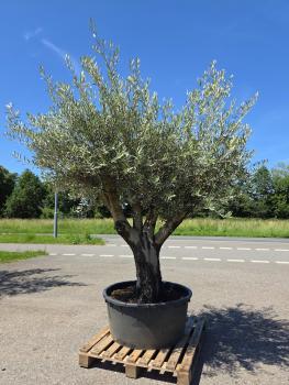 Olivenbaum-Hojiblanca--Nr-158