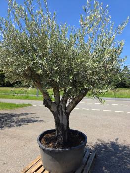 Preview: Olivenbaum Hojiblanca  260 cm -  (ca. 90 Jährig) mit verzweigter Blattkrone - Nr.158