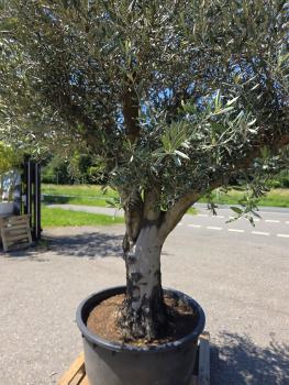 Preview: Olivenbaum Hojiblanca  280 cm -  (ca. 90 Jährig) mit verzweigter Blattkrone - Nr.159
