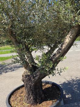 Preview: Olivenbaum Hojiblanca  280 cm -  (ca. 90 Jährig) mit verzweigter Blattkrone - Nr.160