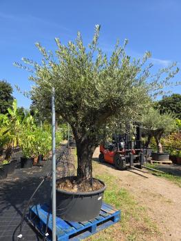 Preview: Olivenbaum Hojiblanca  260 cm -  (ca. 90 Jährig) mit verzweigter Blattkrone - Nr.161