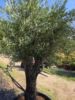 Preview: Olivenbaum Hojiblanca  250 cm -  (ca. 90 Jährig) mit verzweigter Blattkrone - Nr.162