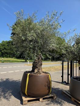 Preview: Olivenbaum XXL im Dekotopf  300 cm -  (gut 120 Jährig) Nr.169
