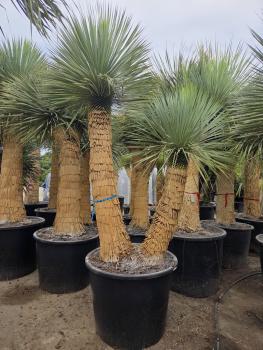 Preview: Doppelte Yucca rostrata