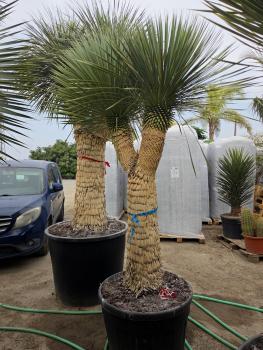 Preview: Yucca rostrata 2 fach geteilt