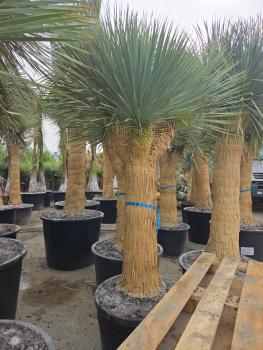 Preview: Yucca rostrata 3 fach geteilt