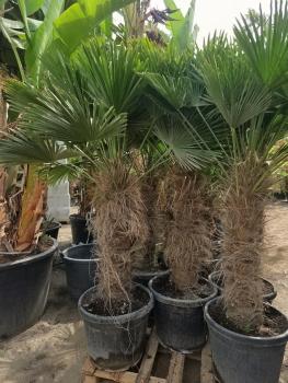 Trachycarpus Wagnerianus