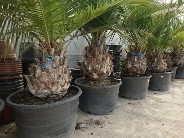 Jubaea chilensis