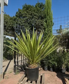 Yucca-Faxoniana-11