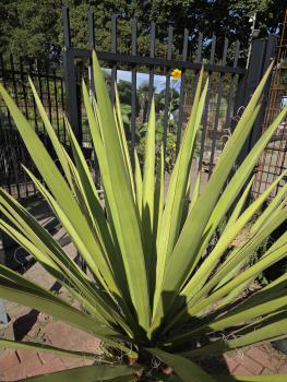 Preview: Yucca Faxoniana 155 cm - Spanisches Bajonett - Nr.11