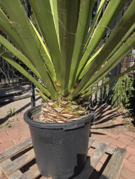 Preview: Yucca Faxoniana 155 cm - Spanisches Bajonett - Nr.11