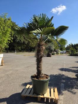 Hanfpalme-Trachycarpus-Wagnerianus-16-1