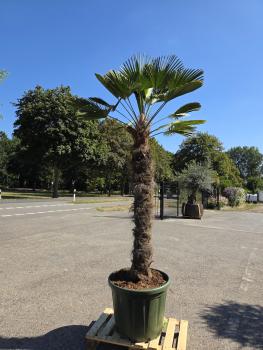 Hanfpalme-Trachycarpus-Wagnerianus-16-2
