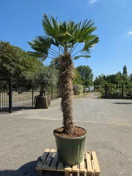 Hanfpalme-Trachycarpus-Wagnerianus-16-4