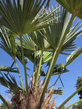 Preview: Winterharte Hanfpalme Trachycarpus Wagnerianus 260 cm ↑ genau diesen im Bild ↑ Nr.16-4