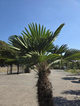 Preview: Winterharte Hanfpalme Trachycarpus Wagnerianus 200 cm ↑ genau diesen im Bild ↑ Nr.16-7